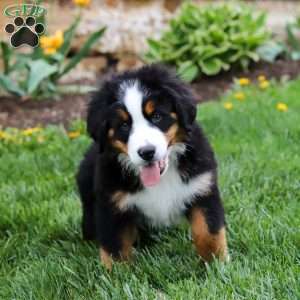 Casey, Bernese Mountain Dog Puppy